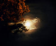 Enter the Dark Forest